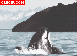 GIF: Una gran orca saltando en el mar