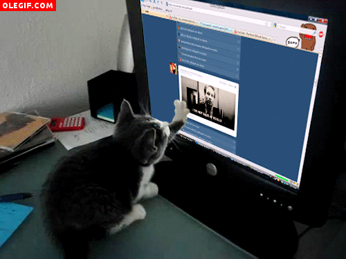 GIF: A este gato le gusta leer las noticias en internet