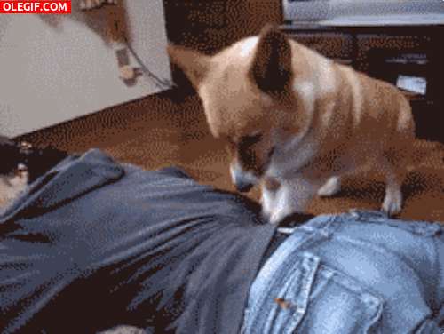 GIF: ¡Un perro masajista!