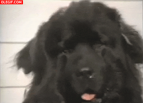 GIF: Este perro mueve las orejas a la vez que saca la lengua