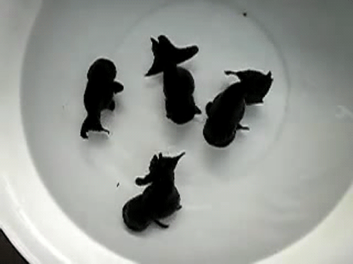 GIF: Peces negros moviéndose en una pecera
