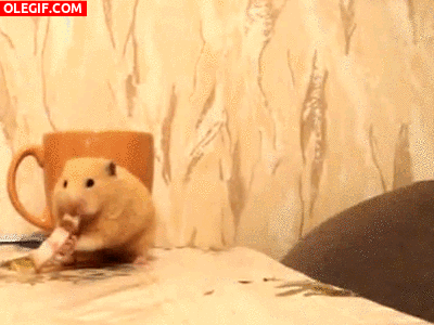 GIF: Este hámster no se deja intimidar por el gato y sigue comiendo su trozo de queso