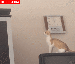 GIF: Menuda voltereta da en el aire este gato