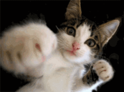 GIF: ¿Un gato boxeando?