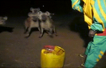 GIF: Hombre vacilando a unas hienas
