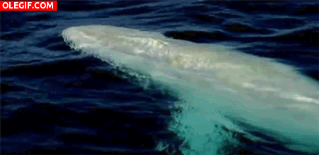GIF: Pequeña ballena nadando en el océano