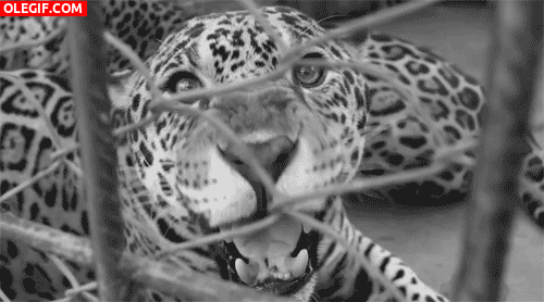 GIF: Un leopardo gruñendo