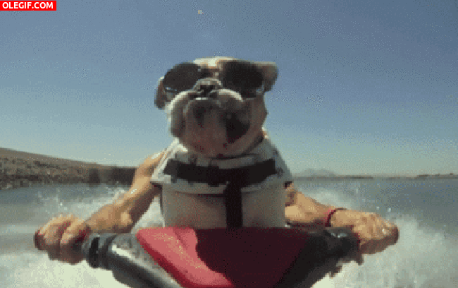 GIF: Un hombre-perro pasándolo pipa en una moto de agua