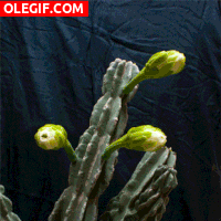 GIF: Flores de cactus abriendo y cerrando los pétalos