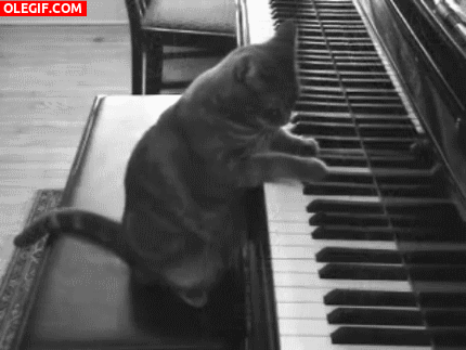GIF: Mira al gato pianista
