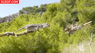 GIF: Este camaleón por poco se cae de la rama al cazar
