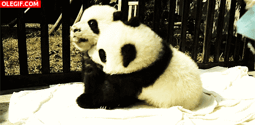 GIF: A estos panda les encanta abrazarse