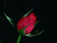 GIF: Esta rosa se muestra en todo su esplendor