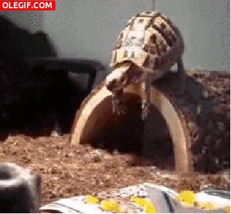GIF: Tortuga haciendo el pino
