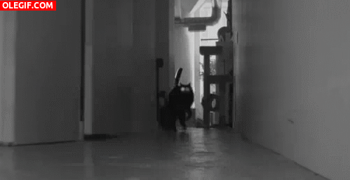 GIF: ¡Cuidado, se acerca un gato saltarín!