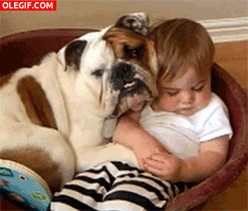 GIF: Bulldog protegiendo al bebé dormido