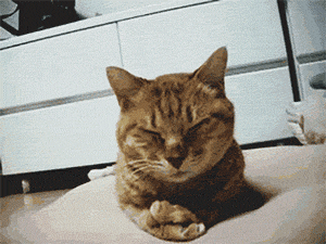 GIF: A este gato le pica la nariz mientras duerme