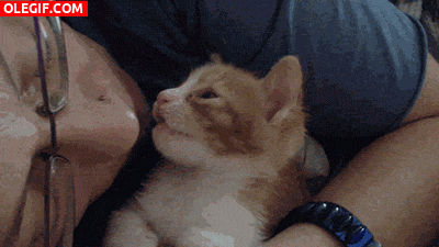 GIF: Este gatito muere de amor