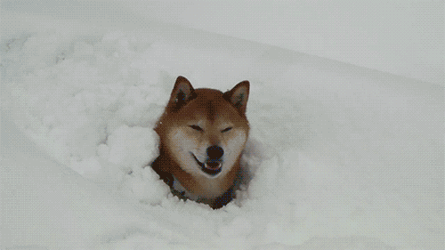 GIF: Este perro rescata su pelota de entre la nieve