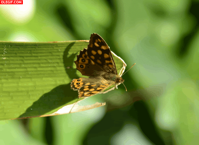 GIF: Mariposa sobre una hoja mecida por el viento