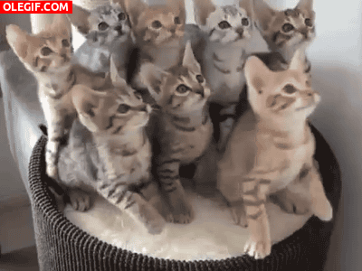 GIF: ¿Qué miran estos gatitos?