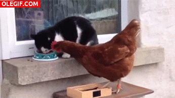 GIF: Este gato le da unas collejas a la gallina para que le deje comer tranquilo