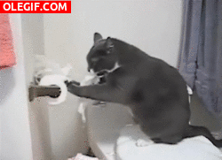 GIF: Los gatos odian el papel higiénico
