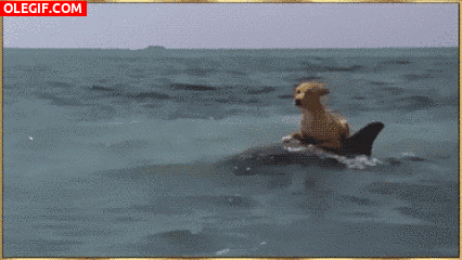 GIF: Mirad a este perro nadando sobre un delfín