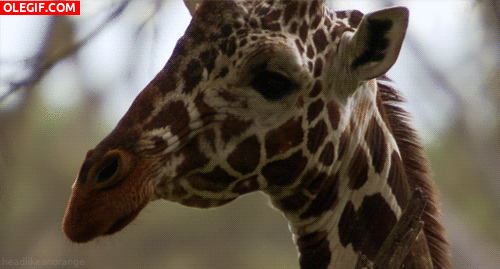 GIF: La mirada interesante de una jirafa