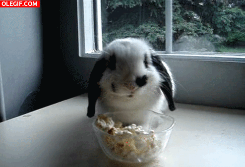 GIF: Un conejo comiendo palomitas