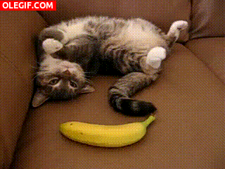 GIF: Menudo susto se lleva el gato al ver la banana