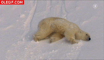 GIF: Oso polar cayendo por una ladera cubierta de nieve