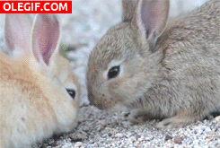 GIF: Dos conejos ligoteando