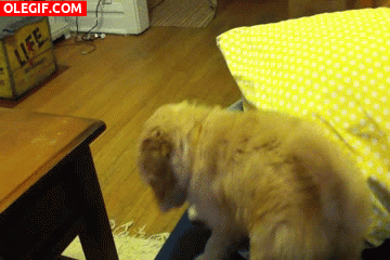 GIF: Vaya golpe se da el perro al caer del sofá