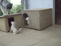 GIF: Estos cachorros de husky no entienden que mamá necesita un momento de tranquilidad