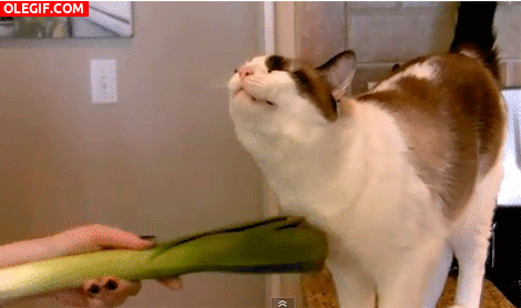 GIF: A este gato le gusta que le rasquen con un puerro