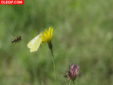 GIF: Abeja posándose por error en una mariposa
