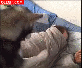 GIF: El perro despertador