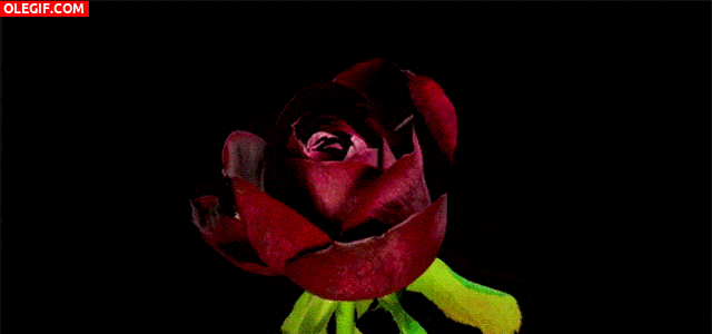 GIF: Flor de color burdeos abriendo todos sus pétalos