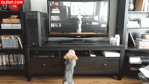 GIF: A este perrito le gusta saltar frente a la tele