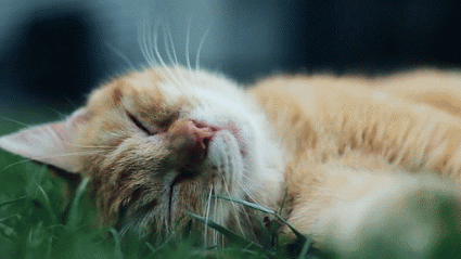 GIF: A este gato le gusta dormir sobre la hierba