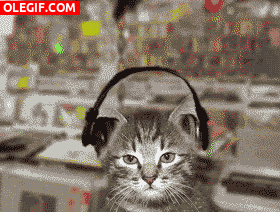 GIF: A este gato le encanta escuchar música