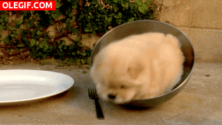 GIF: Mira a este cachorro dentro de la ensaladera