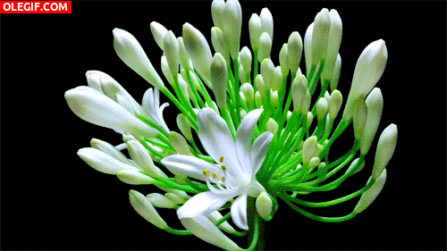 GIF: Varias flores abriendo sus pétalos