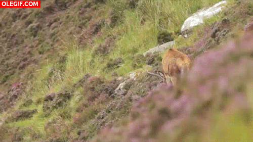 GIF: Importunando a un ciervo mientras come