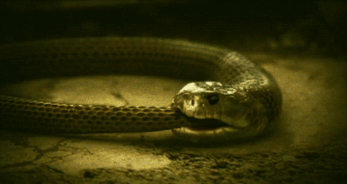 GIF: Esta serpiente se come a sí misma