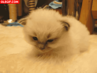 GIF: A este gatito le está entrando mucho sueño
