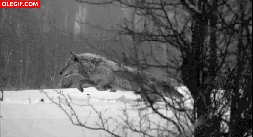 GIF: Lobo suspendido sobre la nieve