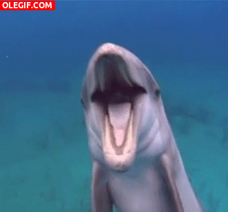 GIF: Un delfín cantando bajo el agua