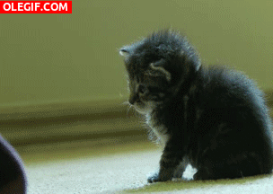 GIF: Este gatito ha aprendido a hacerse el muerto